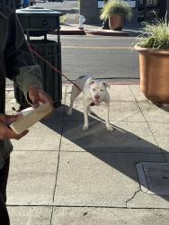 Reunited Female Dog last seen Fruitvale Ave , Oakland, CA 94601