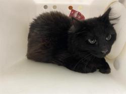 Shelter Stray Female Cat last seen Near BLOCK W PALLOTINE DR, 3839 W Burnham St, West Milwaukee, WI 53215, USA