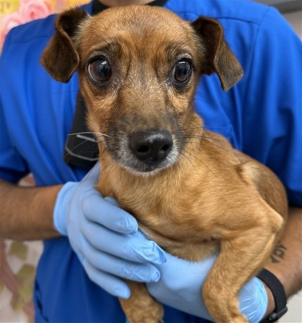 Shelter Stray Male Dog last seen CASA LOMA DR, 333 Chandler Pl, San Bernardino, CA 92408, USA