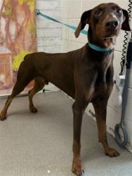 Shelter Stray Male Dog last seen Near BLOCK W CRAIG ST, 333 Chandler Pl, San Bernardino, CA 92408, USA