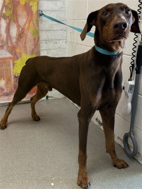 Shelter Stray Male Dog last seen Near BLOCK W CRAIG ST, 333 Chandler Pl, San Bernardino, CA 92408, USA