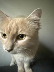 Reunited Male Cat last seen Sycamore crest ln, Lakeville, TX 77449