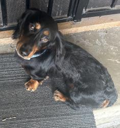 Found/Stray Male Dog last seen W 161st ST Torrance, Torrance, CA 90504