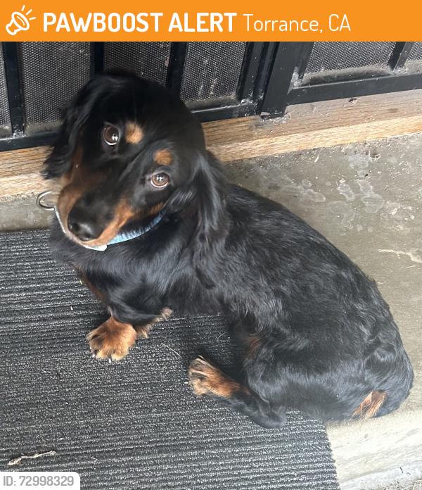 Found/Stray Male Dog last seen W 161st ST Torrance, Torrance, CA 90504