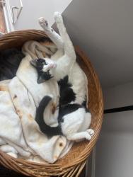 Reunited Male Cat last seen Blanding and Confederate Point Rd, Jacksonville, FL 32210
