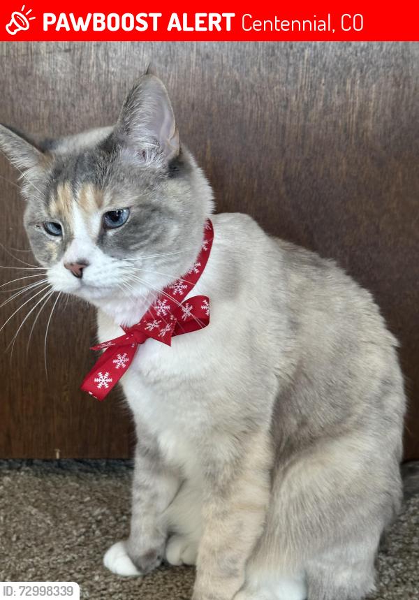Lost Female Cat last seen Colorado boulevard and county line , Centennial, CO 80122