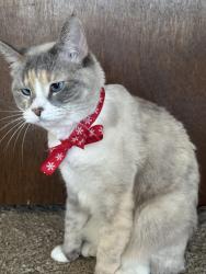 Lost Female Cat last seen Colorado boulevard and county line , Centennial, CO 80122