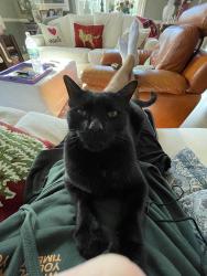 Lost Male Cat last seen St Andrews blvd and Potomac rd, Boca Raton, FL 33431