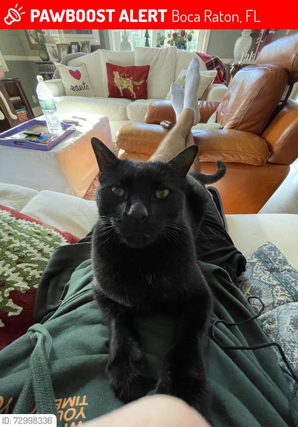 Lost Male Cat last seen St Andrews blvd and Potomac rd, Boca Raton, FL 33431