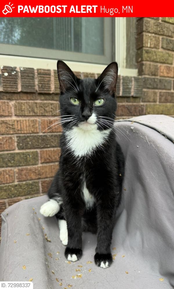Lost Female Cat last seen 130th St N & Jody Ave , Hugo, MN 55038