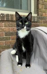 Lost Female Cat last seen 130th St N & Jody Ave , Hugo, MN 55038