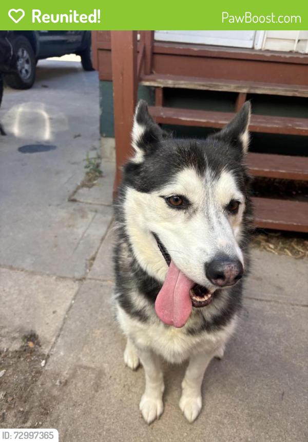 Reunited Female Dog last seen Lyons and beech , Fort Collins, CO 80521