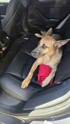 Found/Stray Unknown Dog last seen Near Market, Alhambra, CA 91801