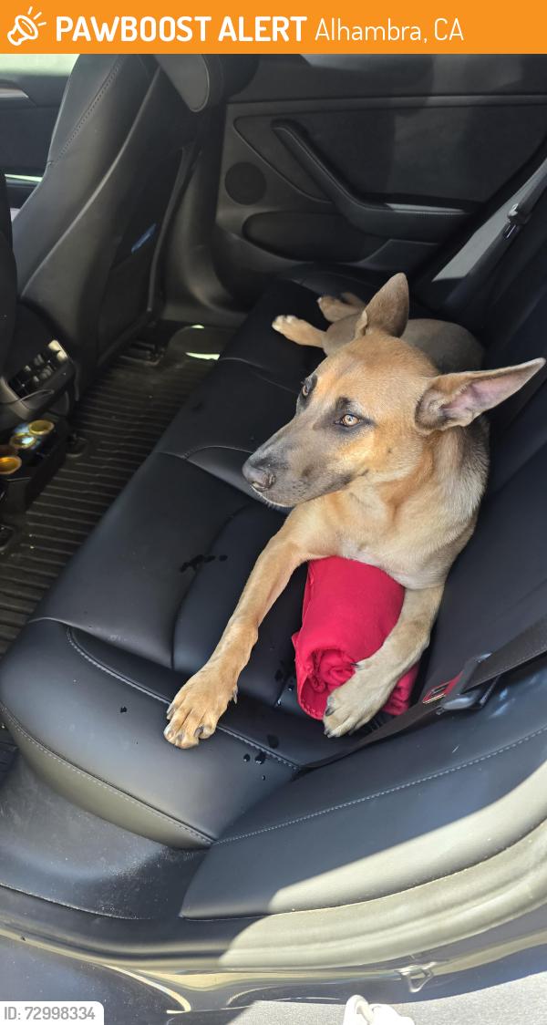 Found/Stray Unknown Dog last seen Near Market, Alhambra, CA 91801