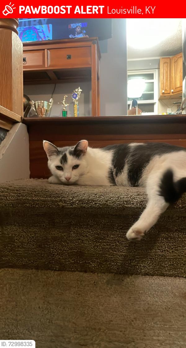 Lost Female Cat last seen Prairie dr, Louisville, KY 40229