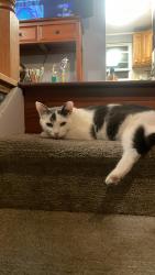 Lost Female Cat last seen Prairie dr, Louisville, KY 40229