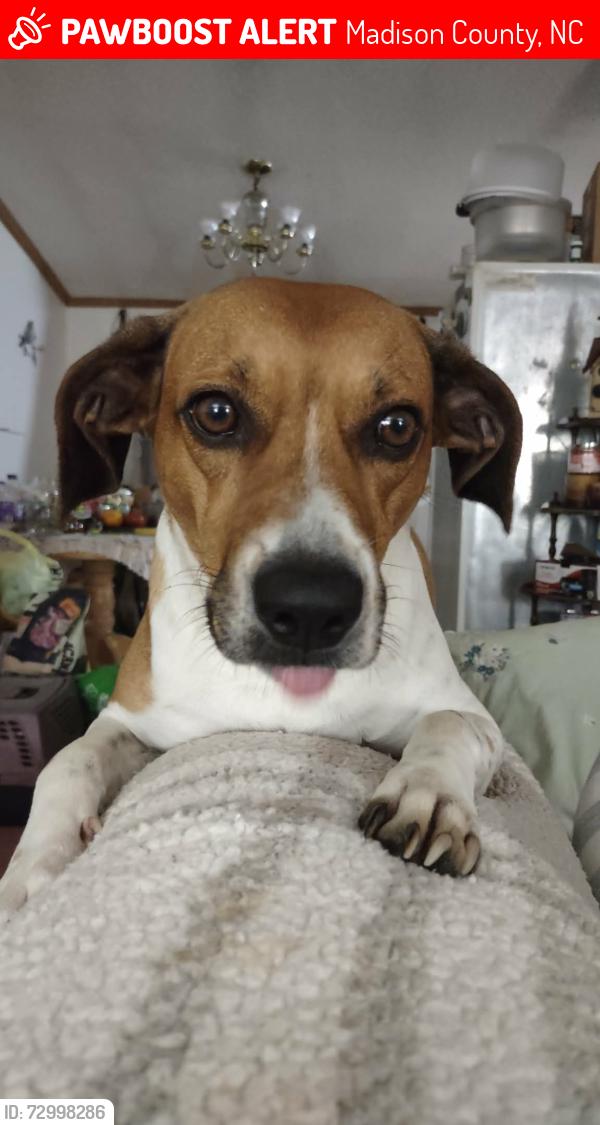 Lost Male Dog last seen Max Patch Rd, Madison County, NC 28743