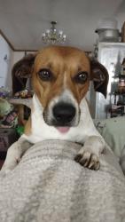 Lost Male Dog last seen Max Patch Rd, Madison County, NC 28743