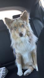 Reunited Male Dog last seen Branding Iron Dr and Lariat Dr, Fairfield, CA 94534