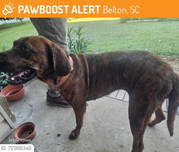 Found/Stray Female Dog last seen Calhoun rd, dollar general , downtown, Belton, SC 29627