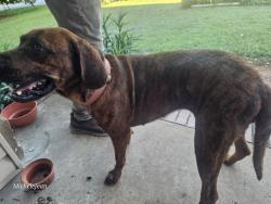 Found/Stray Female Dog last seen Calhoun rd, dollar general , downtown, Belton, SC 29627