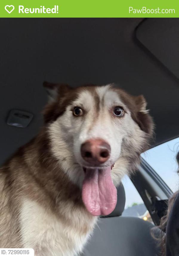 Reunited Male Dog last seen Shary/Glasscock, Mission, TX 78572