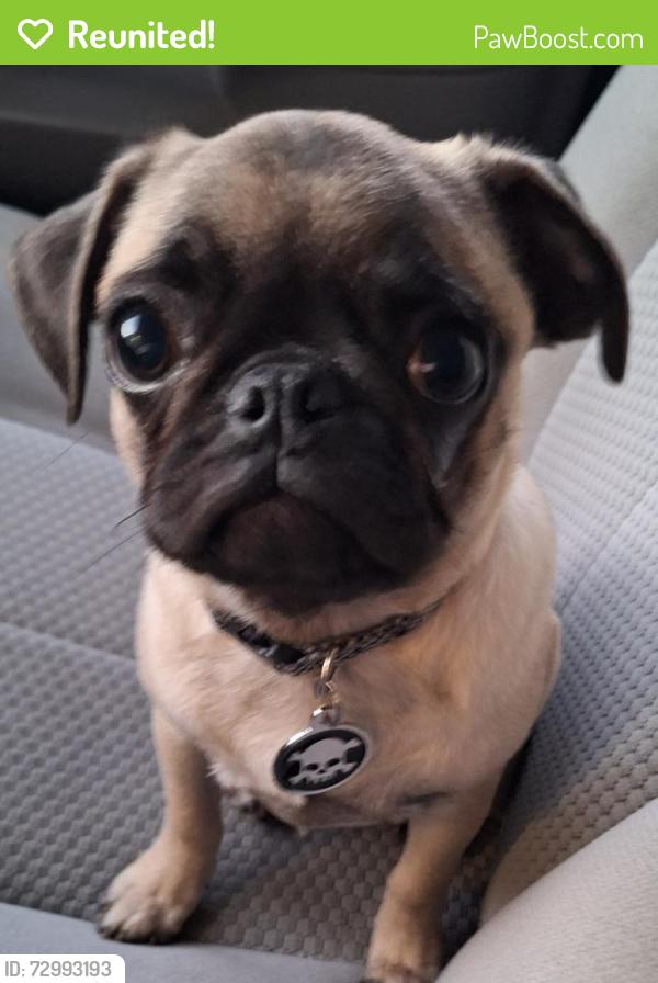 Reunited Male Dog last seen Hayes Rd & Utica Rd, Sterling Heights, MI 48313