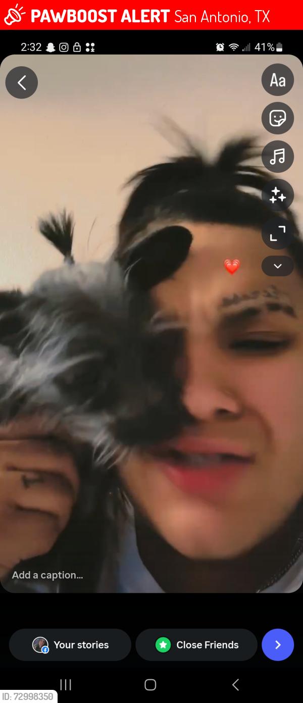 Lost Female Dog last seen Building 38, San Antonio, TX 78229