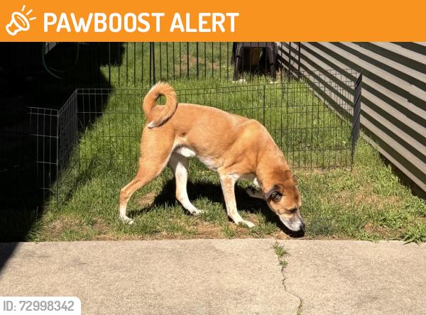 Found/Stray Male Dog last seen M40 and Fourth street, Van Buren County, MI 49026