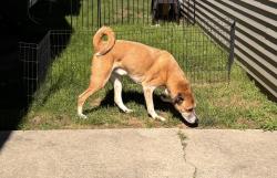 Found/Stray Male Dog last seen M40 and Fourth street, Van Buren County, MI 49026