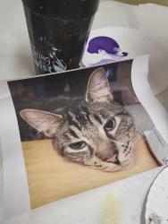 Lost Male Cat last seen Cypress creek blvd, Ruskin, FL 33573