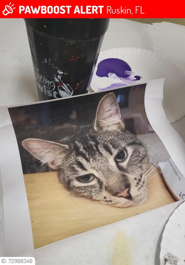 Lost Male Cat last seen Cypress creek blvd, Ruskin, FL 33573