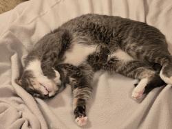 Reunited Male Cat last seen 80th Ave and 99st, Edmonton, AB T6E 0B9