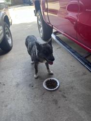 Found/Stray Female Dog last seen Chickapoo Trace and SW 3rd St, Grand Prairie, TX 75051