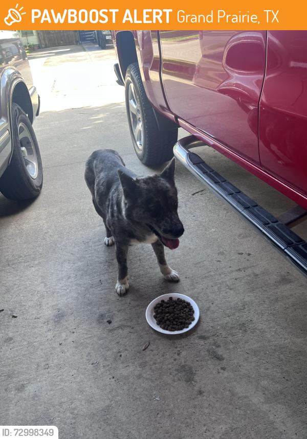 Found/Stray Female Dog last seen Chickapoo Trace and SW 3rd St, Grand Prairie, TX 75051