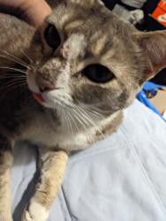 Lost Female Cat last seen Oak Park avenue , chase street, Los Angeles, CA 91325