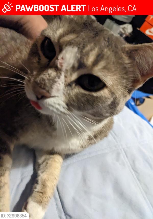 Lost Female Cat last seen Oak Park avenue , chase street, Los Angeles, CA 91325