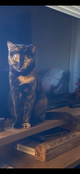 Lost Female Cat last seen walnut grove, by rocky point road, Cordova, TN 38018
