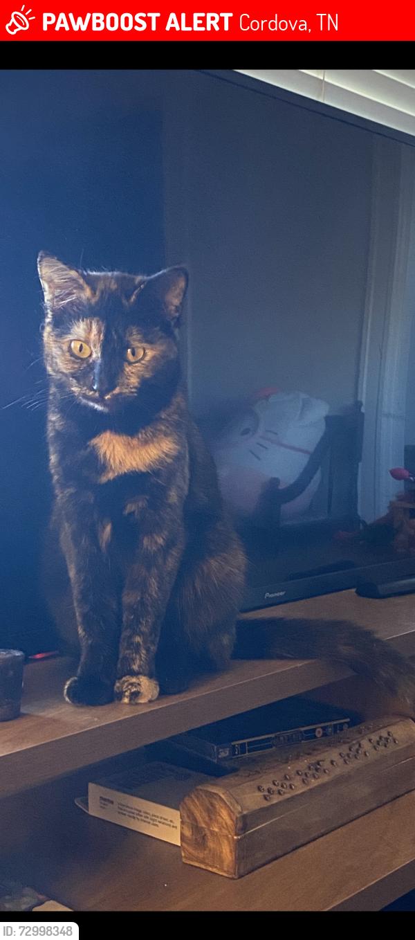Lost Female Cat last seen walnut grove, by rocky point road, Cordova, TN 38018