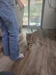 Reunited Male Cat last seen Main and E 14th avenue, Broomfield, CO 80020