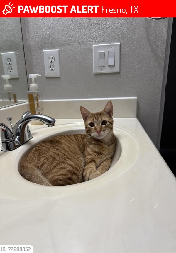 Lost Male Cat last seen Teal Run Place Dr, Fresno, TX 77545