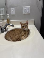 Lost Male Cat last seen Teal Run Place Dr, Fresno, TX 77545