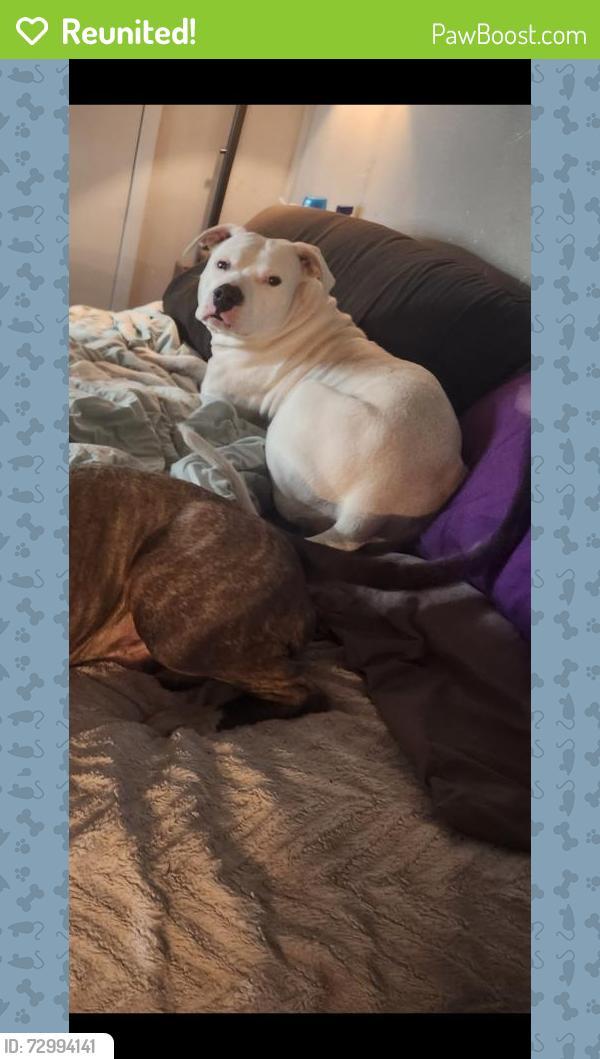 Reunited Female Dog last seen East side Morgan and Sabine , Cleburne, TX 76031