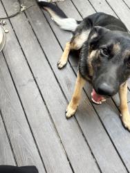 Reunited Male Dog last seen Bear Hill, Memphis, TN 38016
