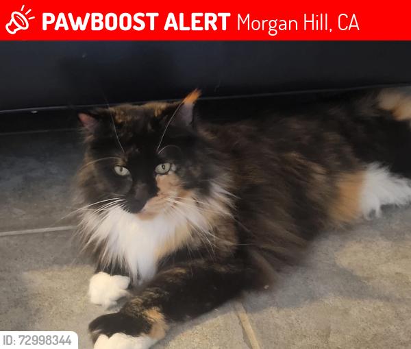 Lost Female Cat last seen Sunshine St and Santa Teresa Blvd, Morgan Hill, CA 95037