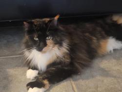 Lost Female Cat last seen Sunshine St and Santa Teresa Blvd, Morgan Hill, CA 95037