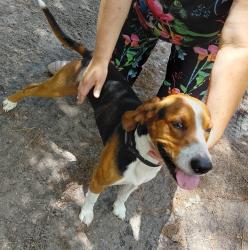 Found/Stray Male Dog last seen Holland Lane, Kanawha Village, FL 34610