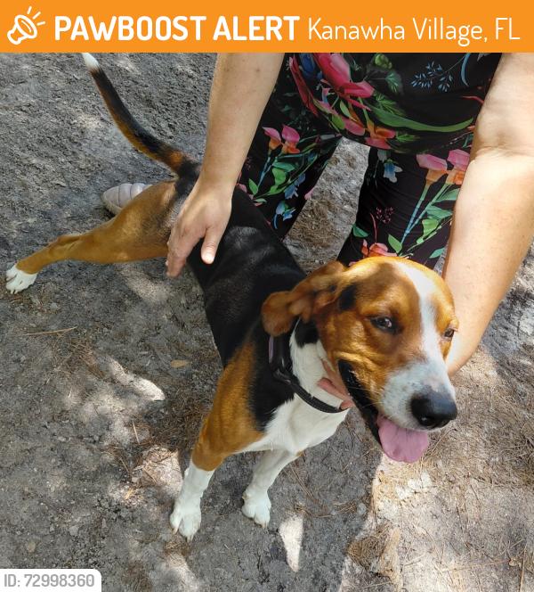 Found/Stray Male Dog last seen Holland Lane, Kanawha Village, FL 34610