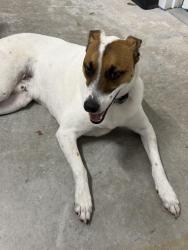 Reunited Male Dog last seen Near Gun Club Rd, West Palm Beach, FL 33406, USA, West Palm Beach, FL 33406