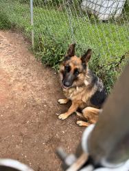 Lost Female Dog last seen Highland park , Lincolnton, NC 28092